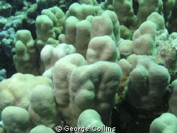not sure what coral but took at about 10m by George Collins 